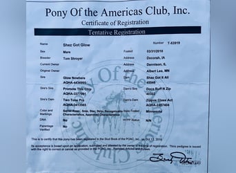 American Quarter Horse, Mare, 9 years, Roan-Red