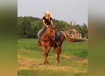 American Quarter Horse, Mare, 9 years, Roan-Red