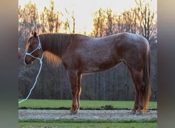 American Quarter Horse, Mare, 9 years, Roan-Red