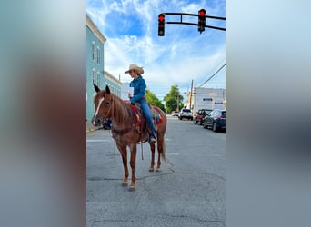 American Quarter Horse, Mare, 9 years, Roan-Red