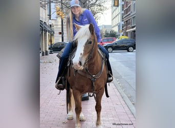American Quarter Horse, Mare, 9 years, Sorrel