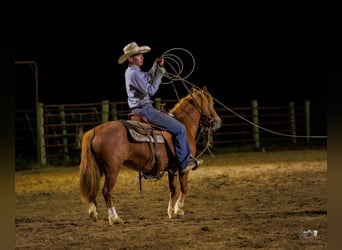 American Quarter Horse Mix, Mare, 9 years, Sorrel