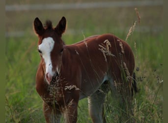 American Quarter Horse, Mare, Foal (05/2024), 14.1 hh, Brown