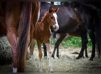 American Quarter Horse, Mare, Foal (06/2023), 14.1 hh, Chestnut-Red
