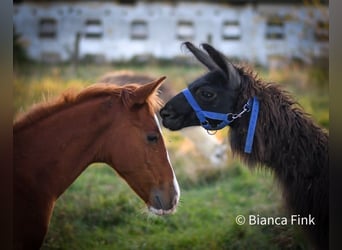 American Quarter Horse, Mare, Foal (06/2023), 14.1 hh, Chestnut-Red