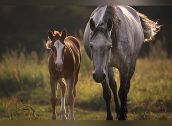 American Quarter Horse, Mare, Foal (04/2026), 14.1 hh, Chestnut-Red