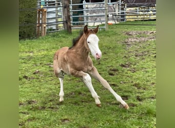 American Quarter Horse, Mare, Foal (03/2024), 14.1 hh, Roan-Bay