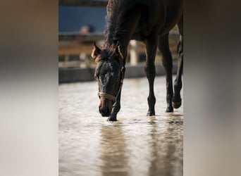 American Quarter Horse, Mare, Foal (05/2024), 14,2 hh, Bay-Dark