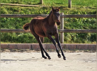 American Quarter Horse, Mare, Foal (05/2024), 14,2 hh, Bay-Dark