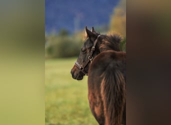 American Quarter Horse, Mare, Foal (05/2024), 14,2 hh, Bay-Dark