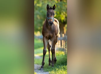 American Quarter Horse, Mare, Foal (05/2024), 14,2 hh, Bay-Dark