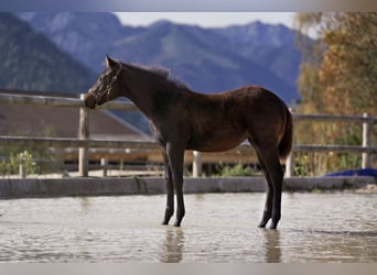 American Quarter Horse, Mare, Foal (05/2024), 14,2 hh, Bay-Dark