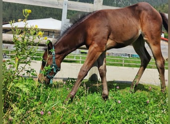 American Quarter Horse, Mare, Foal (05/2024), 14,2 hh, Bay-Dark