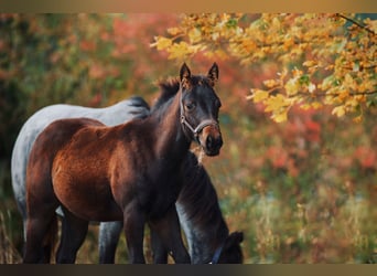 American Quarter Horse, Mare, Foal (05/2024), 14,2 hh, Bay-Dark