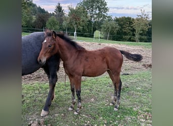 American Quarter Horse Mix, Mare, Foal (05/2025), 14.2 hh, Brown