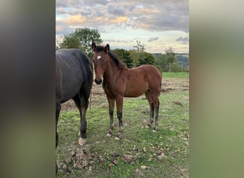 American Quarter Horse Mix, Mare, Foal (05/2025), 14.2 hh, Brown
