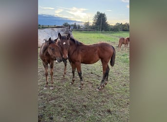 American Quarter Horse Mix, Mare, Foal (05/2025), 14.2 hh, Brown