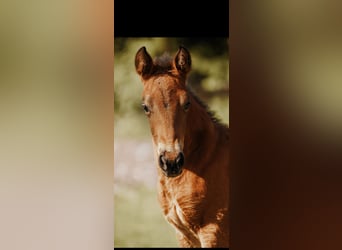 American Quarter Horse, Mare, Foal (03/2026), 14.2 hh, Brown