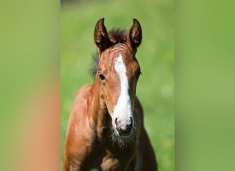 American Quarter Horse, Mare, Foal (04/2026), 14.2 hh, Brown