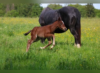 American Quarter Horse, Mare, Foal (04/2026), 14.2 hh, Brown
