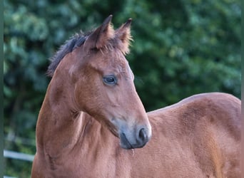 American Quarter Horse, Mare, Foal (05/2026), 14.2 hh, Brown