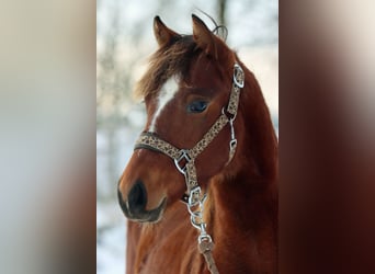 American Quarter Horse, Mare, Foal (03/2023), 14.2 hh, Brown