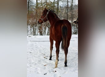 American Quarter Horse, Mare, Foal (03/2023), 14.2 hh, Brown