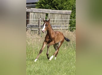 American Quarter Horse, Mare, Foal (06/2025), 14.2 hh, Brown