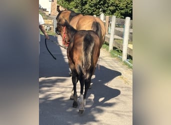 American Quarter Horse, Mare, Foal (04/2025), 14.2 hh, Buckskin