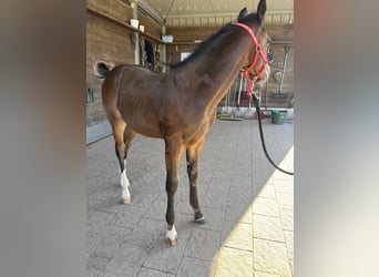 American Quarter Horse, Mare, Foal (04/2025), 14.2 hh, Buckskin