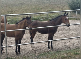 American Quarter Horse, Mare, Foal (04/2025), 14.2 hh, Buckskin