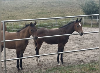 American Quarter Horse, Mare, Foal (04/2025), 14.2 hh, Buckskin