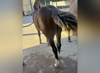 American Quarter Horse, Mare, Foal (04/2025), 14.2 hh, Buckskin