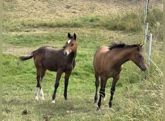 American Quarter Horse, Mare, Foal (04/2025), 14.2 hh, Buckskin