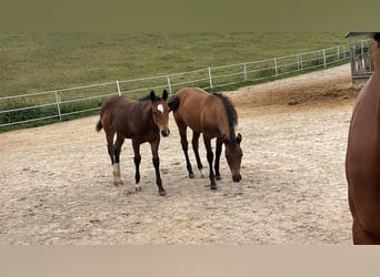 American Quarter Horse, Mare, Foal (04/2025), 14.2 hh, Buckskin