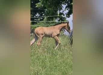 American Quarter Horse, Mare, Foal (06/2026), 14.2 hh, Buckskin