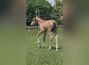 American Quarter Horse, Mare, Foal (06/2026), 14.2 hh, Buckskin