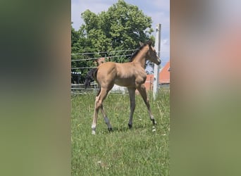 American Quarter Horse, Mare, Foal (06/2026), 14.2 hh, Buckskin