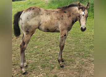 American Quarter Horse, Mare, Foal (03/2024), 14.2 hh, Buckskin