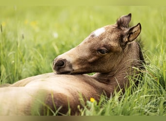 American Quarter Horse, Mare, Foal (03/2024), 14.2 hh, Buckskin