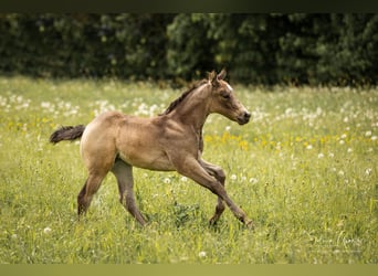 American Quarter Horse, Mare, Foal (03/2024), 14.2 hh, Buckskin