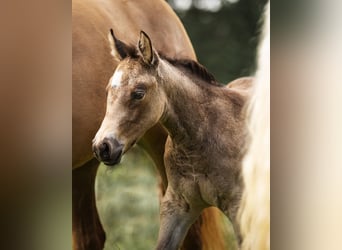 American Quarter Horse, Mare, Foal (03/2024), 14.2 hh, Buckskin