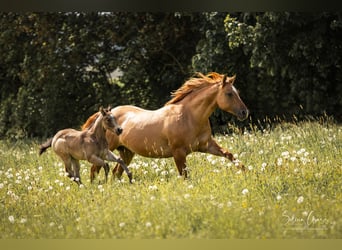 American Quarter Horse, Mare, Foal (03/2024), 14.2 hh, Buckskin