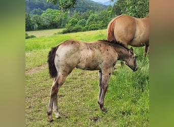 American Quarter Horse, Mare, Foal (03/2024), 14.2 hh, Buckskin