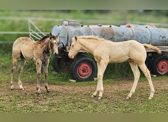 American Quarter Horse, Mare, Foal (03/2024), 14.2 hh, Buckskin