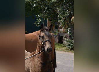 American Quarter Horse, Mare, Foal (03/2025), 14.2 hh, Buckskin