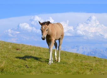 American Quarter Horse, Mare, Foal (05/2026), 14.2 hh, Buckskin