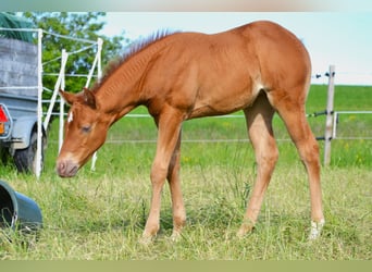 American Quarter Horse, Mare, Foal (04/2024), 14.2 hh, Champagne