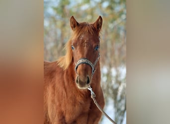 American Quarter Horse, Mare, Foal (03/2023), 14.2 hh, Chestnut-Red