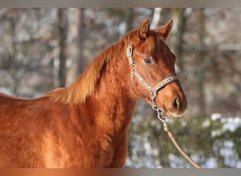 American Quarter Horse, Mare, Foal (03/2023), 14.2 hh, Chestnut-Red